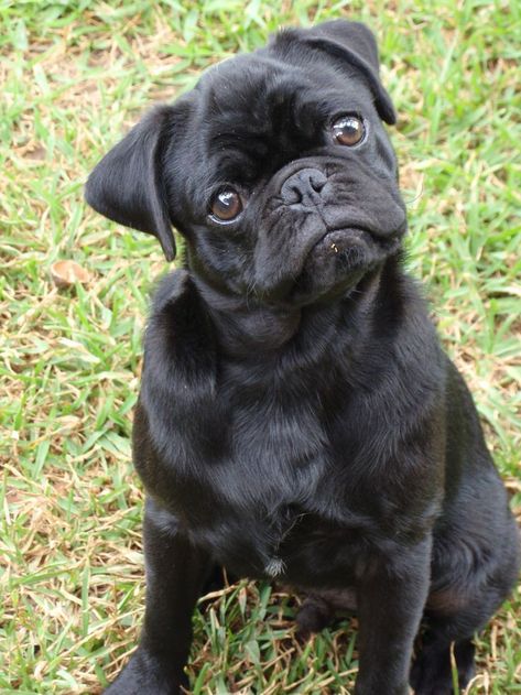 Brindle Pug, Black Pugs, Dog Types, Pug Dogs, Baby Pugs, Black Pug, Pug Puppies, Cute Pugs, Pug Love