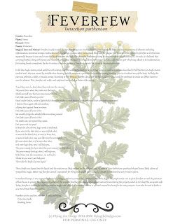 Fever Few Tincture, Feverfew Magical Properties, Feverfew Benefits, Feverfew Tincture, Herb Magick, Magickal Herbs, Witch Herbs, Green Witchcraft, Witch Garden