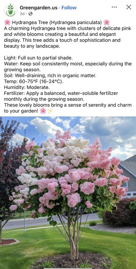 Hydrangea Tree, Planting Tips, Future Garden, Plant Aesthetic, House Diy, Dream Backyard, Pretty Plants, Plants Flowers, Plant Mom