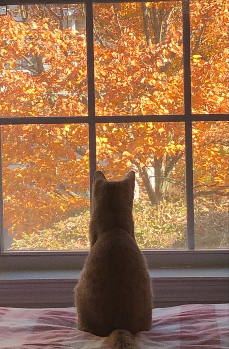 Autumn Cats Aesthetic, Folklore Fall Aesthetic, Fall Reference Photos, Fall Cats Aesthetic, Natural Fall Decor Ideas, Fall Profile Pictures Aesthetic, Fall Aesthetic 2024, Indie Fall Aesthetic, Autumn Nature Aesthetic