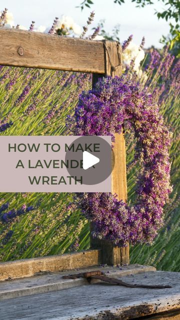 Holly Brandenberger | Essential Oil Education on Instagram: "Which wreath do you like more? 🪻🌿
Lavender alone or with the herbs?

A few tips while making lavender wreaths:

🪻Harvest lavender before it blooms.

🪻Using your wreath form, take a floral wire and wrap around a few times to get started. Grab a handful of lavender and place on the wreath, wrapping with the floral wire tightly as you go. Continue to add lavender bunches covering the stems of previous layer. You may want to trim stems as you go as well. Repeat until the wreath is covered and then cut your wire and twist to secure.

🪻If using fresh herbs, alternate lavender and herbs into pattern of choice. I used a combination of sage, thyme, rosemary and eucalyptus.

🪻Keep in dark, dry and warm location as it dries out. You w Harvest Lavender, Lavender Wreaths, Essential Oil Education, Lavender Wreath, Wreath Forms, Floral Wire, How To Make Wreaths, Fresh Herbs, Wrap Around