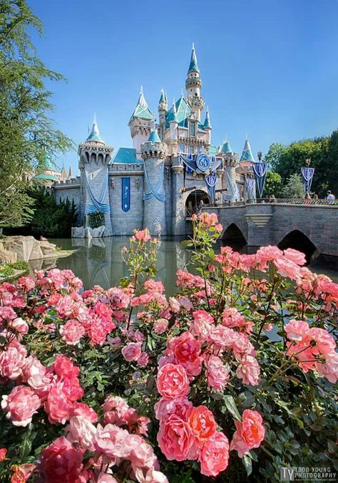 Disney Castles, Disneyland Photos, Disneyland California Adventure, Kawaii Disney, Disney World Florida, Disneyland California, Flowers Aesthetic, Disney Aesthetic, Disney Castle