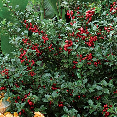 Pruning Holly Bushes, Pruning Bushes Shrubs, How To Prune Holly Bushes, When To Prune Rose Of Sharon, Trimming Holly Bushes, When To Prune Butterfly Bush, When To Prune Hibiscus Plants, Holly Shrub, Types Of Shrubs