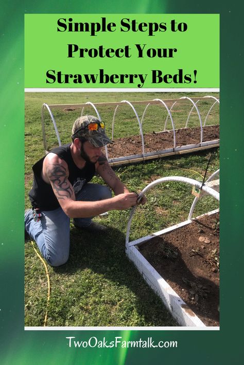 protect your strawberry beds Protecting Strawberry Plants, Strawberry Protection, Strawberry Patch Ideas, Raised Strawberry Beds, Strawberry Bed, Potted Gardens, Strawberry Tower, Strawberry Beds, Bird Netting