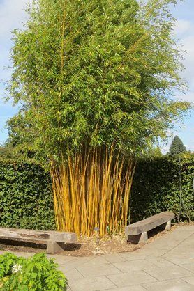 Golden bamboo after its tidy up Golden Bamboo, Tidy Up, Days Out, Herbs, Cabin, Plants