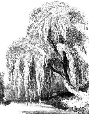 Weeping Willow Tree Photography, Weeping Willow Drawing, Weeping Willow Tree Drawing, Willow Tree Sketch, Swamp Drawing, Willow Drawing, Willow Tree Drawing, Drawings Of Trees, Willow Tree Art