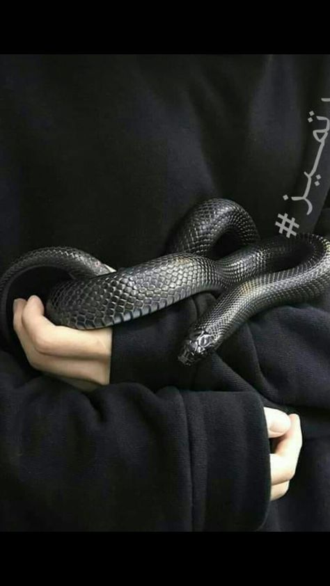 Black Snake, A Snake, Black And White, White, Black