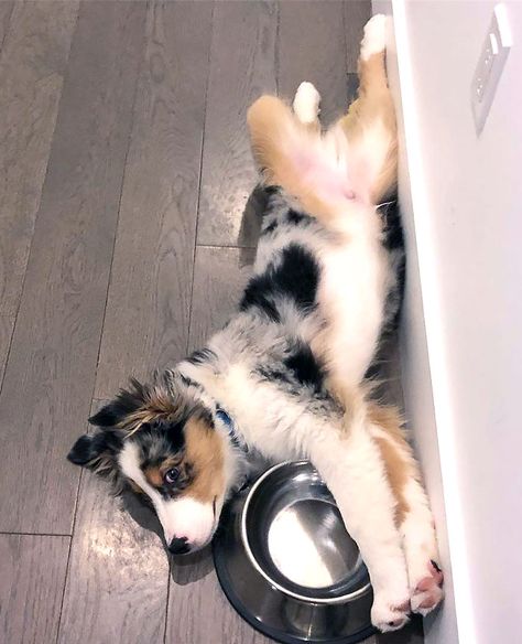 Things Get Weird On A Monday Aussie Puppies, Aussie Dogs, Super Cute Puppies, Australian Shepherd Dogs, Baby Animals Pictures, Australian Shepherds, Cute Little Puppies, Italian Greyhound