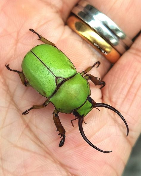 Ennis Fei on Instagram: “Beautiful little neon green beetle - Fruhstorferia sexmaculata, definitely in my breeding list for this year 💚💚💚 . . .…” Green Bug, Green Beetle, Cool Insects, Bug Collection, Cool Bugs, Stag Beetle, Beetle Bug, Beautiful Bugs, Arthropods