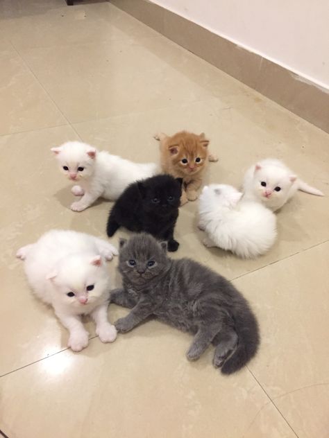 A Bunch Of Cats, Bunch Of Cats, Night Story, Kittens Cutest, Kittens, Teddy Bear, Kitty, Animals, Quick Saves