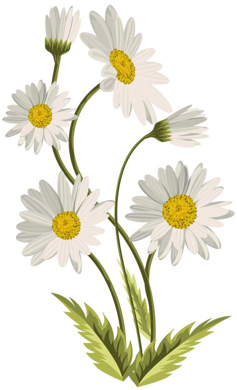 Daisy Flower Drawing, Daisy Drawing, Daisy Art, Png Flower, Daisy Painting, Flower Art Drawing, Flower Clipart, Flower Art Painting, Digital Flowers