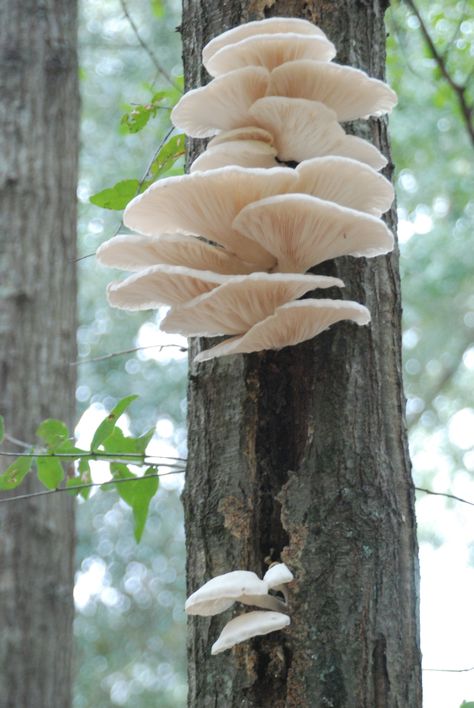 White oyster mushrooms growing on the side of a tree. Mushrooms On A Tree, Mushroom On Trees, Mushroom Growing On Tree, Mushrooms Growing On Trees, Mushrooms On Trees, Mushroom On Tree, Tree With Mushrooms, White Oyster Mushroom, Shelf Mushrooms