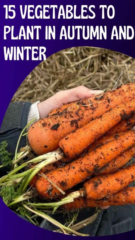 15 Vegetables to Plant in Autumn and Winter 19 Planting Winter Vegetables, Autumn Vegetable Garden, Fall Planting Vegetables, Winter Crops To Plant, Autumn Planting Uk, What To Plant In November, What To Plant In Winter Vegetable Garden, Garden Vegetable Patch, Winter Vegetables Gardening Australia