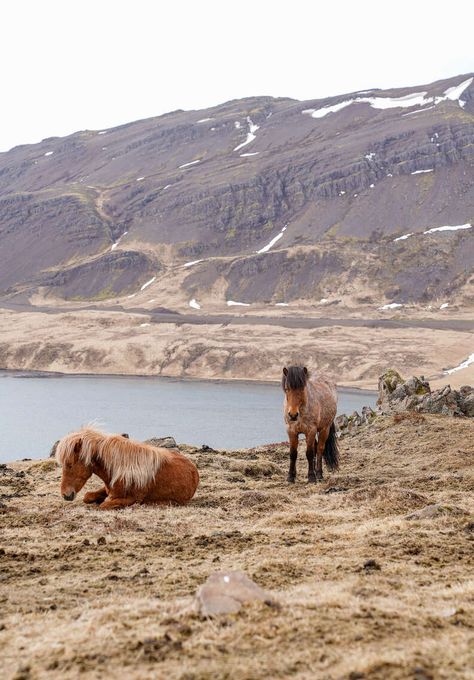 West Iceland, The Golden Circle, Snaefellsnes Peninsula, Thermal Pool, Old Manor, Hot Pools, Icelandic Horse, Living Museum, Ring Road