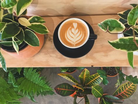 Coffee & Plant shop connected in one building Plant Nursery Coffee Shop, Coffee And Plants Aesthetic, Coffee Shop Plants, Cafe Showroom, Colorful Coffee Shop, Plants And Coffee, Therapy Branding, Cafe Plants, Coffee Plants