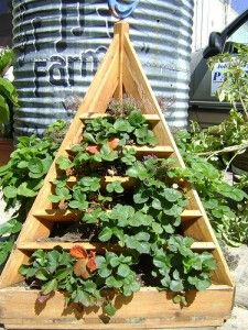 I'm planning to plant strawberries soon, and there are some great ideas here! Potted Strawberry Plants, Pyramid Planter, Downloadable Woodworking Plans, Strawberry Planter, Log Planter, Strawberry Planters, Planting Plan, Growing Strawberries, Strawberry Plants