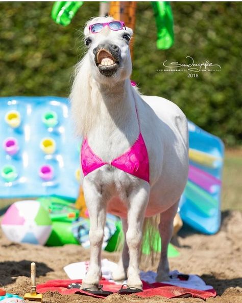 Funny Horse Face, Horse Halloween Ideas, Silly Animal Pictures, Horse Halloween Costumes, Horse Quotes Funny, Funny Horse Pictures, Cute Horse Pictures, Cutee Animals, Horse Costumes