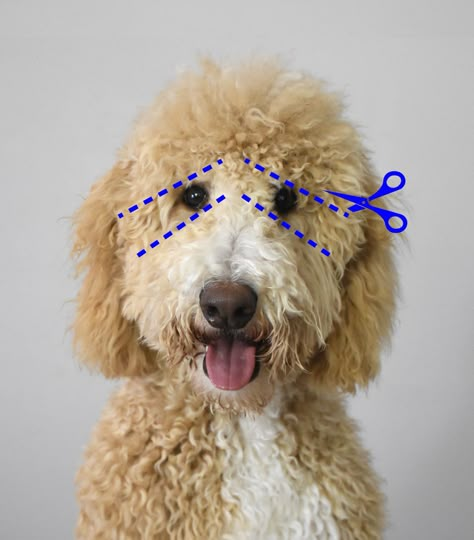 Poodle Lion Haircut, Bordoodle Grooming, Doodle Hairstyles, Golden Doodle Grooming, Doodle Haircuts, Labradoodle Grooming, Doodle Cuts, Doodle Grooming, Goldendoodle Haircuts