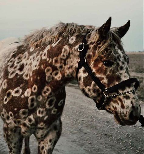 Rare Horse Colors, Unique Horses, Spotted Horse, Rare Horse Breeds, Unusual Horse, Regard Animal, Appaloosa Horses, Pretty Animals, Cute Horses