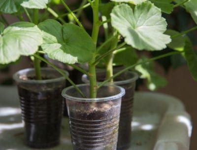 Growing Geraniums From Seed, Collecting Geranium Seeds, Bigroot Geranium, Planting Seeds Indoors, Growing Geraniums, Geraniums Garden, Geranium Magnificum, Geranium Sanguineum, Seed Starting Mix