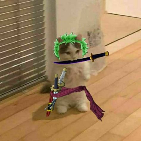 Zoro Cat, Anime Cat Pfp, Anime Kitten, رورونوا زورو, Anime Cats, Photo Polaroid, Cat Profile, Cat Cosplay, Dog Jokes