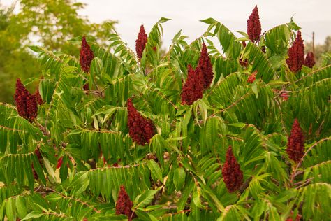 Sumac: a Necessary Spice Sumac Berries, Sumac Powder, Sumac Spice, Corn Crop, Hydrangea Quercifolia, Wild Edibles, Wild Food, Wild Plants, Different Plants