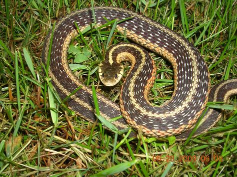 Eastern Garter Snake | Project Noah Garden Snake, Garden Snakes, Garter Snake, Better Homes And Garden, Garden Pests, Nature Lovers, Snakes, Scientists, Reptiles