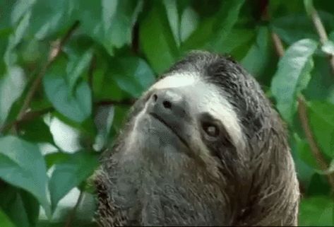 #getyousome #itshippie #hippiestuff #weallbreakthesame #healingisachoice Sloth Gif, Monday Again, Sloths Funny, Motion Video, Meme Pictures, Animal Gifs, Sloth, Funny Images, Mammals