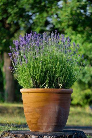 Lavender In Pots, Planting Lavender, Aromatic Garden, Lavender Plant Care, Munstead Lavender, Potted Lavender, Gardening Tricks, Growing Lavender, Bedroom Patio