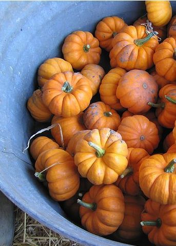 Fall Clothing Color Inspiration for the Blonde — WONDERFUL LIFE FARM Pumpkin Munchkins, Munchkin Pumpkin, Colorful Fall Outfits, Pumpkin Bowl, Autumn Love, Small Pumpkins, Blue Bowl, Harvest Time, Mini Pumpkins