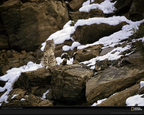 First Snow Leopard Photograph  Photograph by Dr. George B. Schaller    Photographed by Dr. George Schaller in the early 1970s, the first shots of snow leopards in the wild include this female Panthera uncia perched on a snowy crag in Pakistan's Chitral Valley. National Geographic published the first photographs of snow leopards in the wild in its November 1971 issue. Wildlife Photography National Geographic, Snow Leopard Habitat, Leopard Hunting, Snow Lion, Leopard Cub, Animal Science, Ghost Cat, Rare Videos, National Geographic Photos