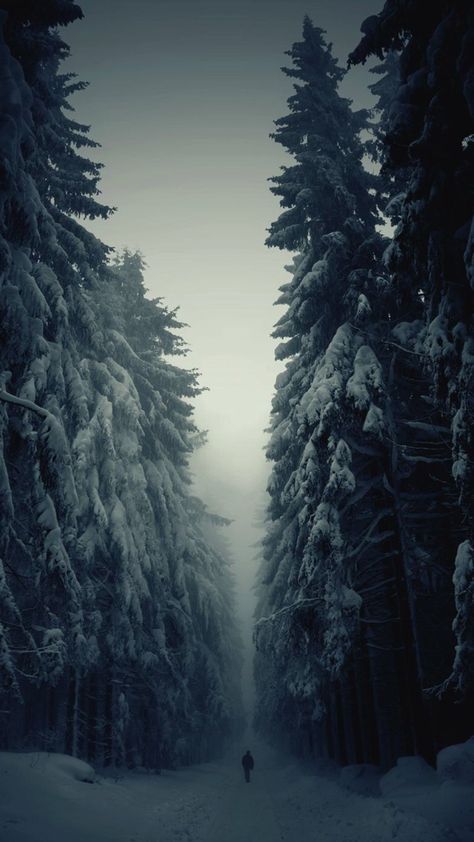 Snow-Forest-Lonely-Walk-iPhone-6-Plus-HD-Wallpaper. Winter Landscape Photography, Winter Szenen, Forest Path, Tall Trees, Winter Forest, Sierra Nevada, Alam Yang Indah, Pine Trees, Winter Landscape