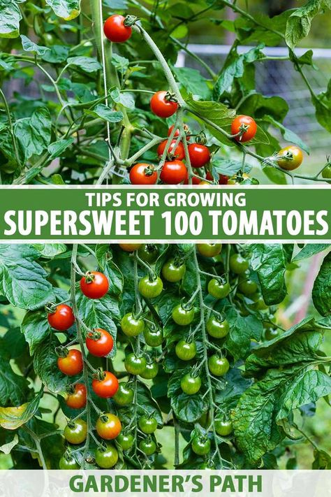 Garden Cherry Tomatoes, Growing Cherry Tomatoes Raised Beds, Super Sweet 100 Tomato, Sweet 100 Cherry Tomatoes, How To Plant Cherry Tomatoes, How To Grow Cherry Tomatoes, Cherry Tomato Plants Growing Tips, Planting Cherry Tomatoes, Cherry Tomato Growing