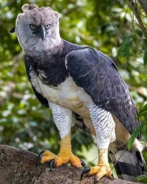 Harpy Eagle, Birds Of Prey, Owls, Eagles, Color Me, Communication, Birds, Animals, Quick Saves