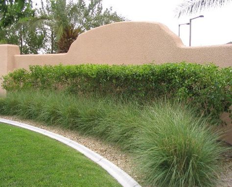 privet hedge deergrass skirt Japanese Privet, Screening Plants, Privet Hedge, Grass Border, Desert Backyard, Arizona Backyard, Cedar Raised Garden Beds, Desert Climate, Garden Walls