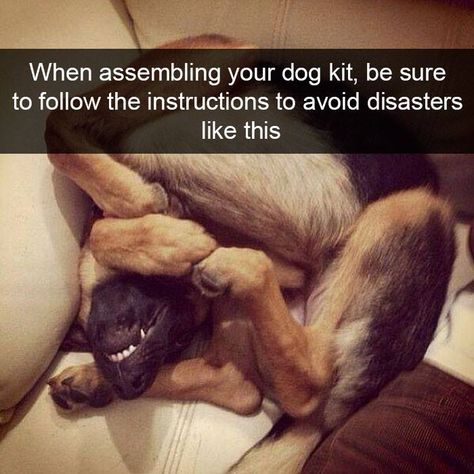 Funniest Snapchats, Dog Snapchats, Funny Dog Photos, Dog Quotes Funny, Funny Dog Memes, Silly Dogs, Funny Dog Pictures, Memes Humor, Funny Animal Memes