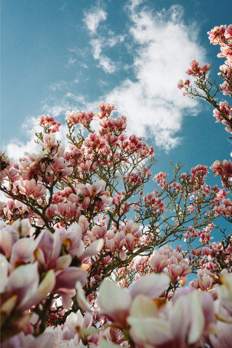 Transform your backyard into a botanical paradise with our comprehensive Magnolia Tree care guide. Say hello to flourishing foliage! #BackyardBliss #TreeLover #GardenGoals Magnolia Tree Care, Magnolia Aesthetic, Motel Aesthetic, Hanging Family Photos, Brass Cocktail Table, Table Behind Couch, Handmade Wood Furniture, Coffee Table Design Modern, Behind Couch