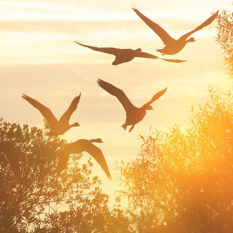 #birds #fly #flying #wings #sky #sunset #sun #nature #sea #heaven #freedom #free On Golden Pond, Raindrops And Roses, Bird Flying, Gold Aesthetic, Indian Summer, Yellow Aesthetic, Aesthetic Colors, Lens Flare, Birds Flying