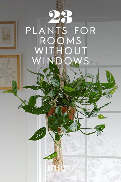 If you’re looking for the best houseplants to add some greenery to your life this is the list for you. Each of these houseplants for low light are easy to keep alive and would look great anywhere in your home. #gardening #houseplant #easyindoorplants #lowlighthouseplants #bhg Rooms Without Windows, Hanging Flowering Plants, Ladder Ideas, Low Light House Plants, Indoor Plants Low Light, Houseplants Low Light, Low Light Indoor Plants, Plant Hanging, Household Plants