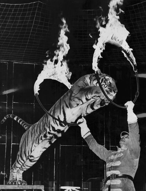 Vintage Circus | Ringling Brothers and Barnum & Bailey Circus (1962) Circus Tiger, Vintage Circus Photos, Circus Pictures, Ringling Brothers Circus, Old Circus, Circus Aesthetic, Circus Sideshow, Circus Train, Tiger Illustration