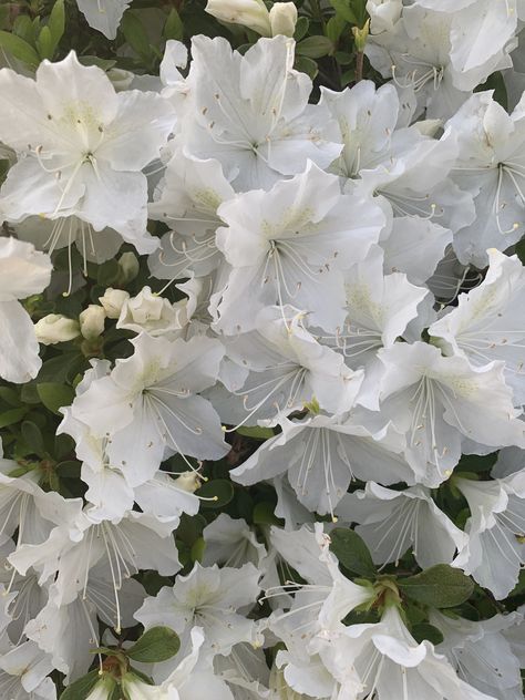 White Azaleas, White Azalea, Plants, White, Quick Saves