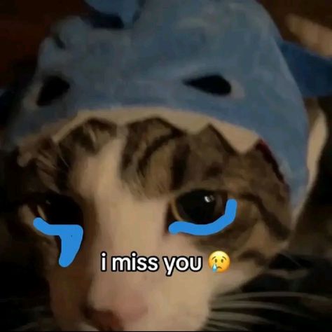 meme kucing "i miss u" I Miss U Cat Pics, I Missed You Meme Funny, I Miss You Cat Picture, Miss U Reaction Pic, Cat Miss You, I Miss U Memes, I Meow You, Voicemail Aesthetic, I Miss My Pookie