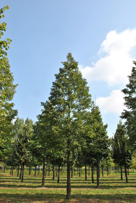 An American selection with a height of 12 - 15 m and a width up to 5 m. The main branches are arranged uniformly on the straight, vertical trunk. The trunk is da... Tilia Cordata, Sandy Soil, Clay Soil, The Trunk, Lake County, Bluish Green, Fragrant Flowers, Types Of Soil, Large Animals