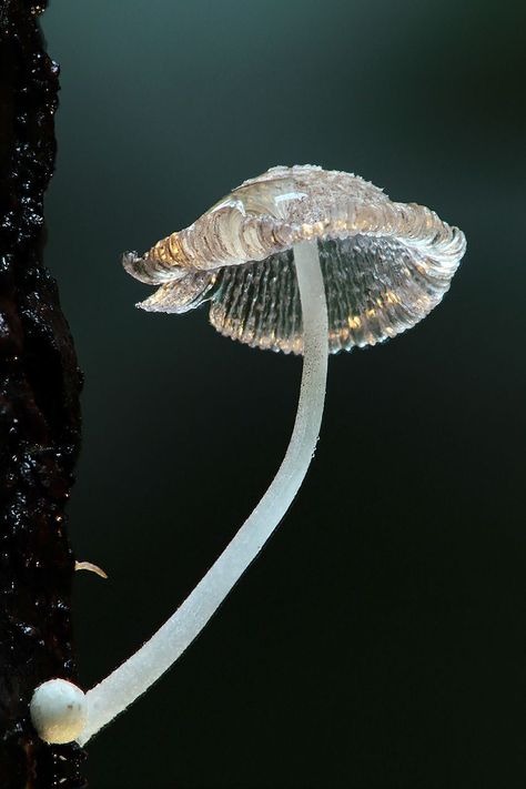 White Spotted Jellyfish, Spotted Jellyfish, Skeleton Flower, Mushroom Plant, Mushroom Pictures, Plant Fungus, Mushroom Hunting, Mushroom Fungi, Earth Art