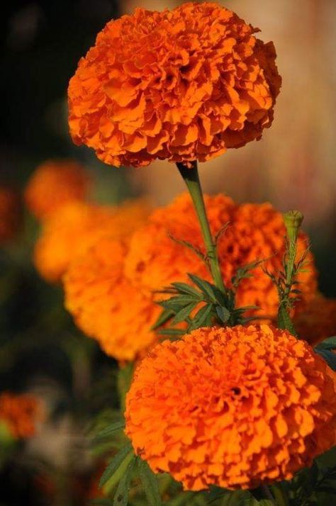 Marigold Flowers, Beautiful Flowers Images, Beautiful Flowers Photography, Marigold Flower, Flower Nature, Most Beautiful Flowers, Beautiful Flowers Wallpapers, Beautiful Flowers Pictures, Floral Garden