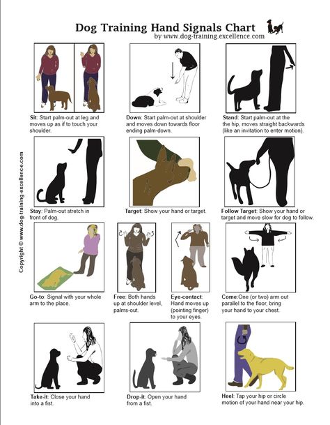 Dog Training Hand Signals http://www.dog-training-excellence.com/dog-training-hand-signals.html Dog Sign Language Hand Signals, Hand Signals For Dogs, Deaf Dog Training Hand Signals, Dog Sign Language, Hunting Dog Training, Guard Dog Training, Dog Training Hand Signals, Dog Commands Training, Dog Hand Signals