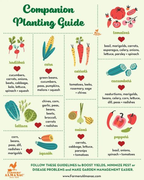 Tomato Benefits, Companion Planting Guide, Companion Planting Chart, How To Plant Carrots, Companion Gardening, Tattoo Plant, Garden Companion Planting, Natural Insecticide, Planting Guide