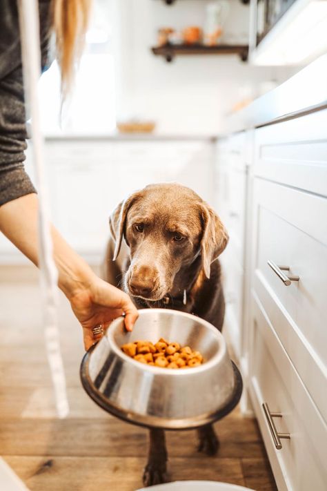 Although as humans we all have similar traits, it truly is our genetic makeup that makes us who we are. And while most of us know exactly where we came from, and what works for us health-wise, for our pets, it can be very different. Just like us, our pets have their own genetic makeup. With the science of the ROYAL CANIN®️️ Genetic Health Analysis™️, your pets can live their best life, too. #royalcanin #dogbreeds #dogs #pets #pettips #dogtips #citygirlgonemom #ad Dog Eating Food, Live A Healthy Lifestyle, Dog Foods, Dog Health Tips, Oils For Dogs, As Humans, Dog Diet, Royal Canin, Healthy Dog Food Recipes