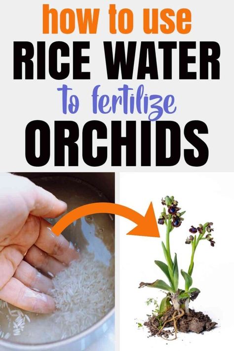 Is Rice Water Good for Orchids? (Answered) - Homestead Gardener Home Made Fertilizer, Plant Knowledge, Orchid Propagation, Orchid Food, Diy Orchids, Indoor Cactus Plants, Fermented Rice Water, Orchids Care, Orchids In Water