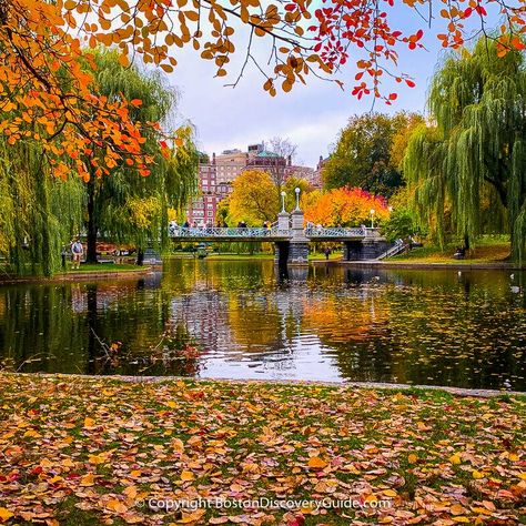 Fall In Boston Aesthetic, Boston Fall Aesthetic, Boston In October, Boston Halloween, Boston Autumn, Southie Boston, Boston In The Fall, Boston Fall, Boston Aesthetic